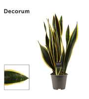 Sansevieria Black Gold 14 cm (Decorum)