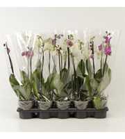 Phalaenopsis gemengd 2 Tak Mix A2 shorty