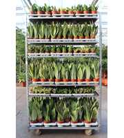 Sansevieria Mixkar "Rough & Tough"