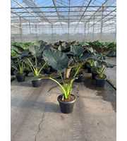 Alocasia Regal Shields Decopot