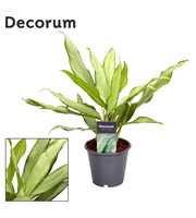 Aglaonema White Lance (Decorum)