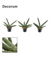 Sansevieria Skyline 7 cm (Decorum)