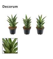 Sansevieria Starshooter 7 cm (Decorum)