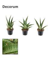 Sansevieria Pineapple 7 cm (Decorum)