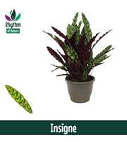 Calathea 32cm Insigne Rhythm of Nature