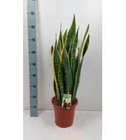 Sansevieria Laurentii - extra dik