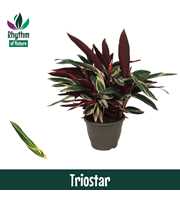 Calathea 32cm Triostar Rhythm of Nature