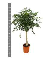 Schefflera Arboricola op stam - 140cm