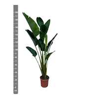 Strelitzia Nicolai - 200cm