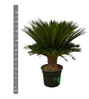 Cycas Revoluta - 150cm