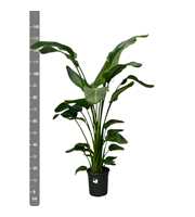 Strelitzia Nicolai - 140cm