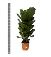 Ficus Lyrata toef - 140cm