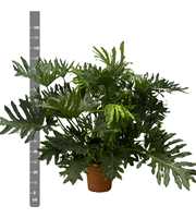 Philodendron Selloum - 150cm