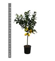 Citrus Lemon (Citroen) - 170cm