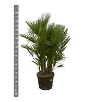 Chamaerops Humilis multistam - 180cm