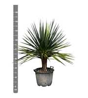 Dracaena Draco - 170cm