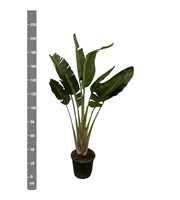 Strelitzia Augusta enkele stam - 210cm