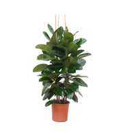 Ficus Elastica 'Robusta' toef - 150cm