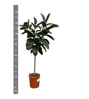 Ficus Elastica Robusta op stam - 110cm