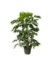 Schefflera Actinophylla 'Amate' - 220cm