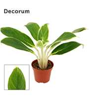 Aglaonema White lime 9 cm (Decorum)