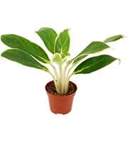 Aglaonema White lime 9 cm