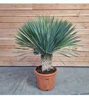 Yucca rostrata