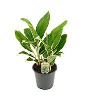 Aglaonema White lime 12 cm