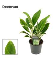 Aglaonema White lime 12 cm (Decorum)