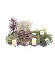 Vaste planten mix in tray