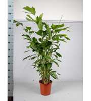 Caryota Mitis P24cm - H120cm