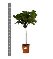 Ficus Lyrata op stam - 150cm