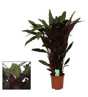 Calathea 21cm Wavestar (Rufibarba)