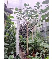 Ficus auriculata Everest stam 370