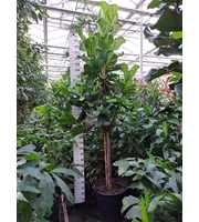 Ficus Lyrata dikke stam 300