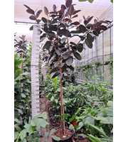 Ficus Elastica Abidjan stam 330