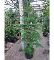 Araucaria toef 240