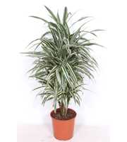 Dracaena White Stripe