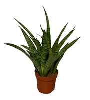 Sansevieria Cylindrinca Kirkii