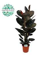 Ficus Elastica Abidjan p24