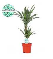 Dracaena Warneckei p17, 30+10