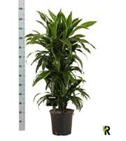 Dracaena der. Art vertakt