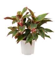 Aglaonema light Star