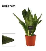 Sansevieria Super Green 12 cm (Decorum)