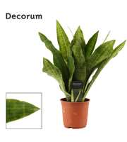 Sansevieria Aubrytiana Nite Lite 14 cm (Decorum)