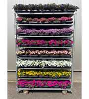 Calibrachoa Mixtrollye 13cm