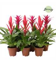 Bromelia Pink