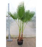 Washingtonia robusta P35 3PP