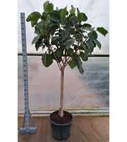 Ficus auriculata everest P55 stam