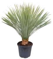 Yucca rostrata P40 ST